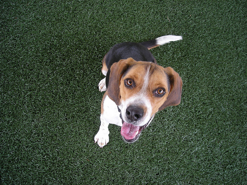 Dog on grass for National Dog Day