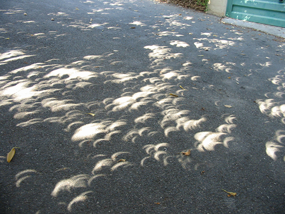 Tree leaves as pinhole cameras